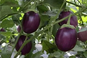 Baishnab Brinjal seed ff 20psAtoZ03720PIECE-thumb1