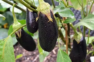 Baishnab Brinjal BRINJAL PLANT TTF-thumb1