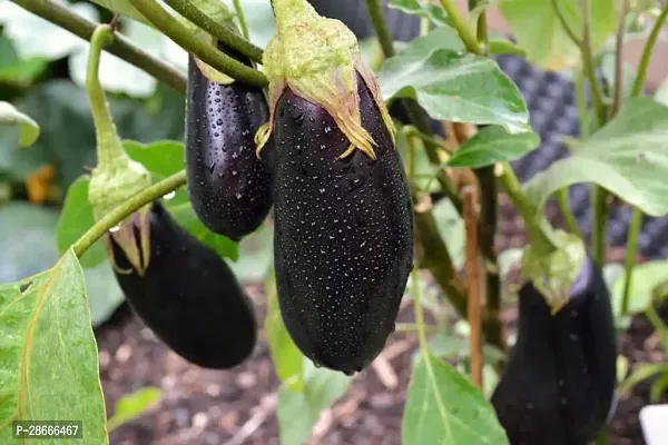 Baishnab Brinjal BRINJAL PLANT TTF-thumb2