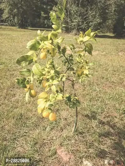 Baishnab  ly0111 Lemon Plant