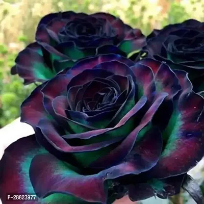 Baishnab  Unique Black Rose Plant CF80043 Rose Pl