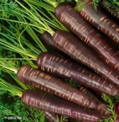 Baishnab Black Carrot seed 30 Ps+ AWM 037230PIECE