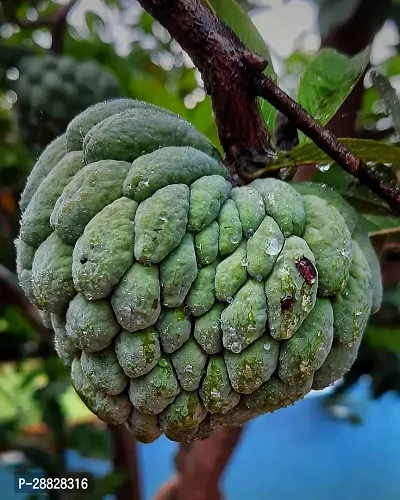 Baishnab  Custard Apple Live Plant Disha309096 C-thumb0