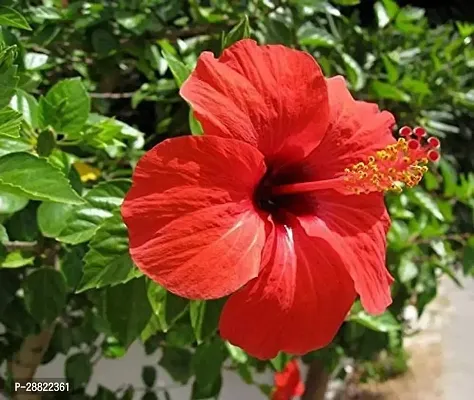 Baishnab  Red Chili Hibiscus Plant CFA197 Hibisc-thumb0