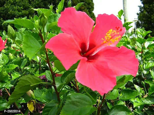 Baishnab  Hibiscus Red Plant CF078111 Hibiscus Pl-thumb0