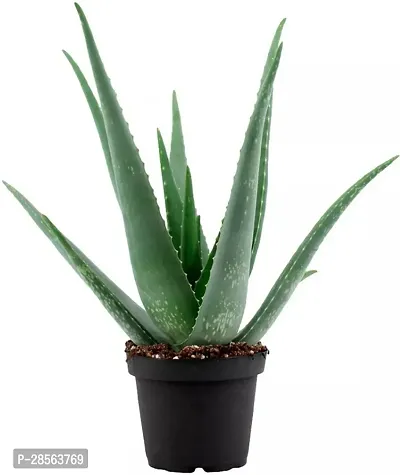 Baishnab Aloe Vera Plant Aloe Vera Plant CF00026-thumb0