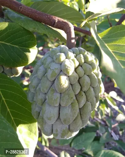 Baishnab  Custard Apple Live Plant Disha2002013-thumb0