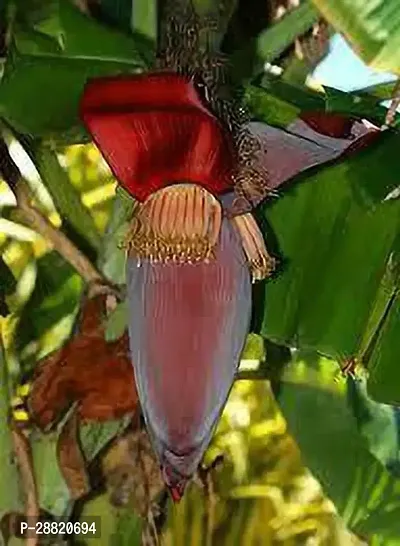 Baishnab  Musa Acuminata Banana Plant Banana Plant