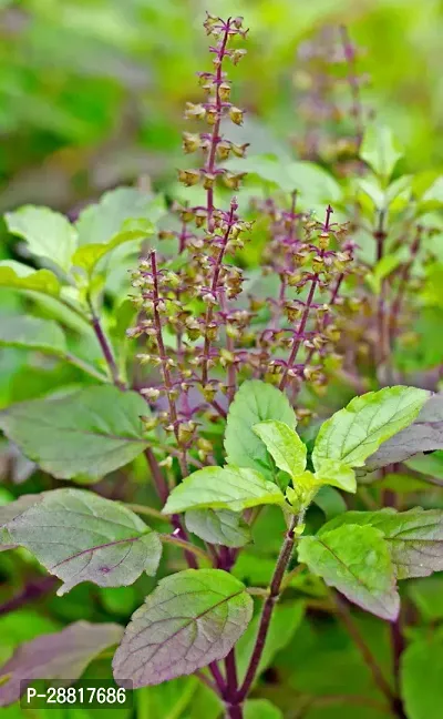 Baishnab  Tulshi Plant T001 Tulsi Plant-thumb0