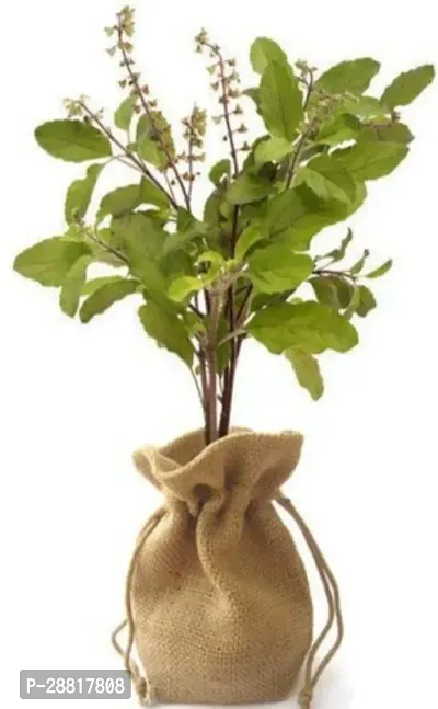 Baishnab  Holy Basil Plant T009 Tulsi Plant-thumb0