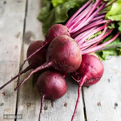 Baishnab Beetroot seed 1500ps mc hMYLWN 821 High Quality Red Beauty Beetroot 1500 Seeds1500PIECE