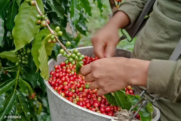 Baishnab Coffee Plant Coffee Plant 005-thumb0