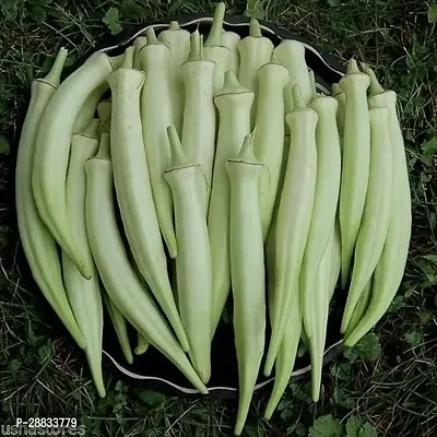 Baishnab bhindi seed 1000 ps ffrSilver Queen Okra Ladies Finger bhindi Organic Heirloom seeds1000PIECE-thumb0