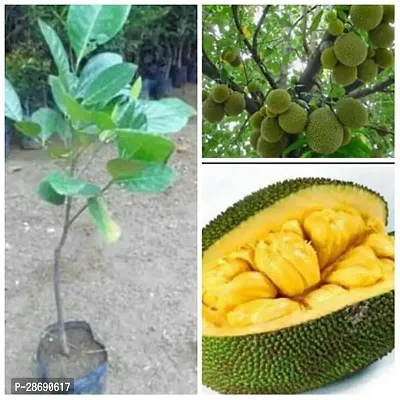 Baishnab Jack Fruit Plant Live Plant Jack Fruit DwarfRed Bartlett Sweet Jackfruit Variety Grafted All Round Garden Plant(1 Healthy Live Plant)-thumb0