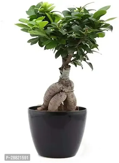 Baishnab  TIGbonfic18 Ficus Plant-thumb0