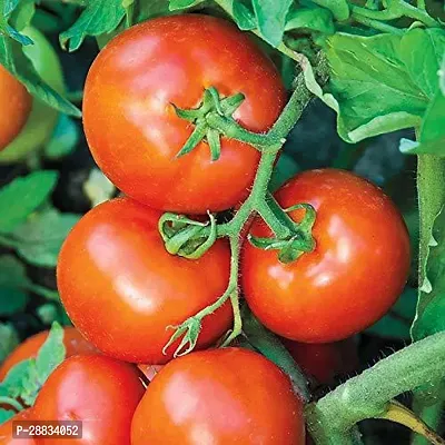 Baishnab Earth Seeds P181TOMATO24123PIECE