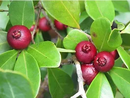 Baishnab Guava Plant VG- Rare Red STRAWBERRY GUAVA Plant-thumb2