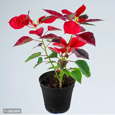 Baishnab  Red Rare Poinsettia Live PlantV2 Poins-thumb0