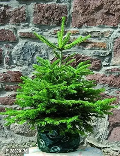 Baishnab  Christmas  Tree Plant Christmas Tree Plan