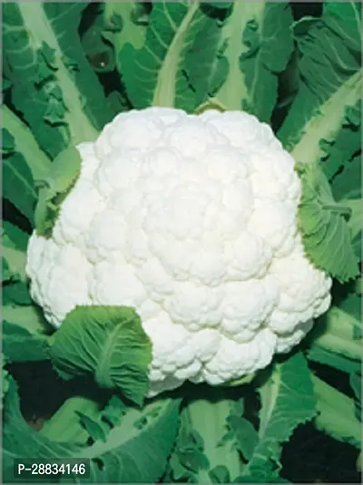 Baishnab SPL SEED 83Early Kunwari Gobi seed  65 cauliflower65PIECE-thumb0