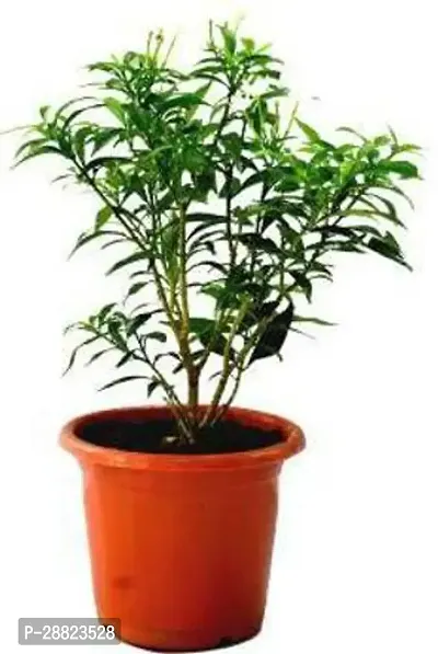 Baishnab  plant Moonbeam chandni flower plant105 J-thumb0