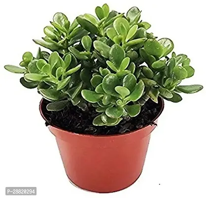 Baishnab  Jade PlantCrassula Ovata Ornamental Plan-thumb0