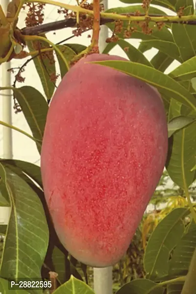 Baishnab  Gulab Khass Live Grafted Mango Plant CF17-thumb0