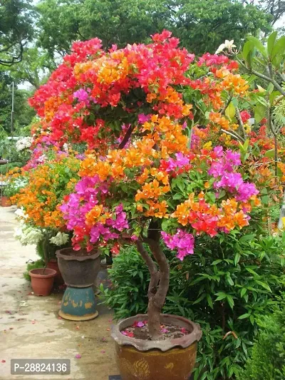 Baishnab  Bougainvillea Plant CF92514 Baugainvillea