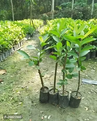 Baishnab  GAUVA PLANT Guava Plant-thumb0