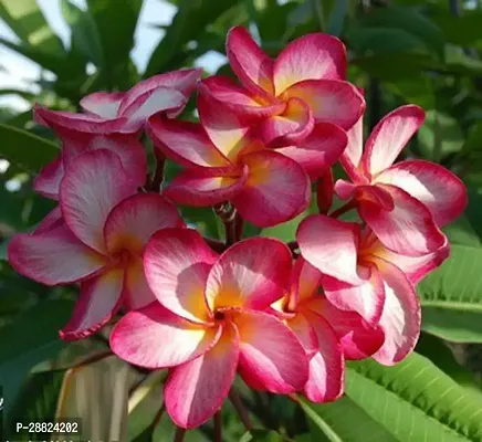 Baishnab  Plumeria Flower Red White Mix Live Plant