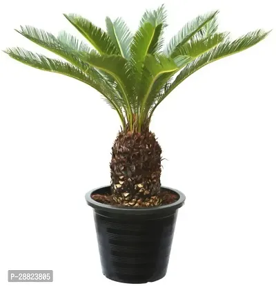 Baishnab  Cycas Revoluta Plant Live Plant CF361 C