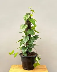 Baishnab Betel Leaf Plant BETEL LEAF PLANT U7-thumb1