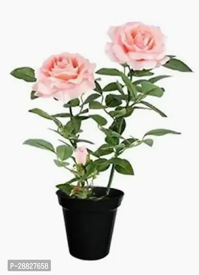 Baishnab  Royal pink white rose plant Rose Plant-thumb0