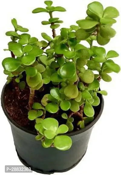 Baishnab  Root Bridges Green Jade Crassula Lucky Fe-thumb0