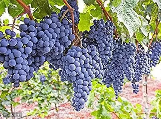 Baishnab Grapes Plant Muscat Blue Grapes-thumb2