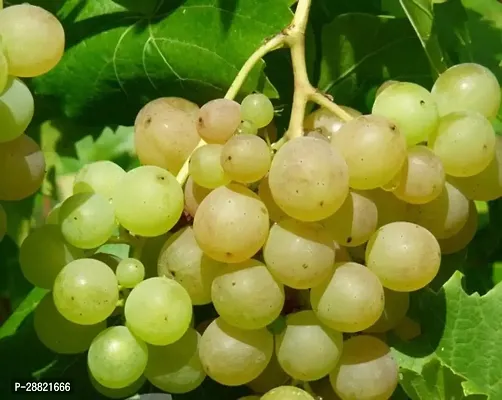 Baishnab  Honey grapes plant Grapes Plant-thumb0