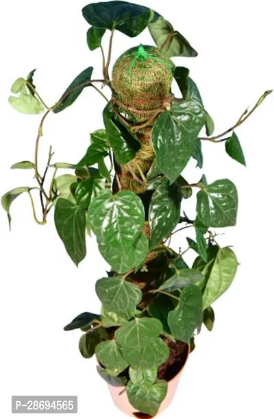 Baishnab Betel Leaf Plant BETEL LEAF PLANT RCCF-thumb2