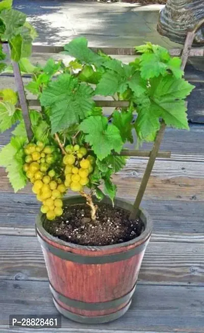 Baishnab  1gg1 Grape Plant-thumb0