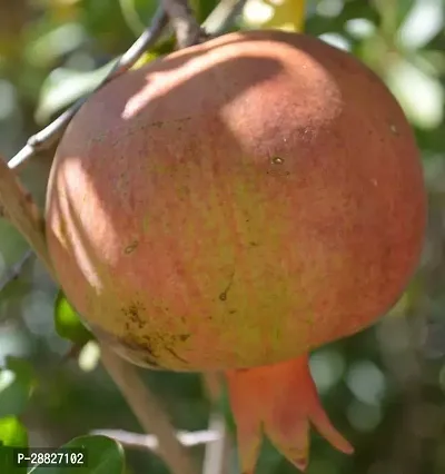 Baishnab  Pomegranate Plant Live Plant CF559112 P