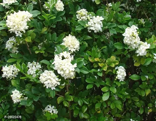 Baishnab Madhu Kamini Plant Murraya paniculata Kamini 01-thumb0