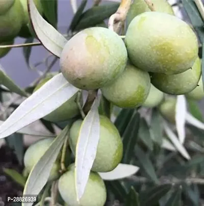 Baishnab  Indian OliveJalpai Live Plant CF041 ZZ