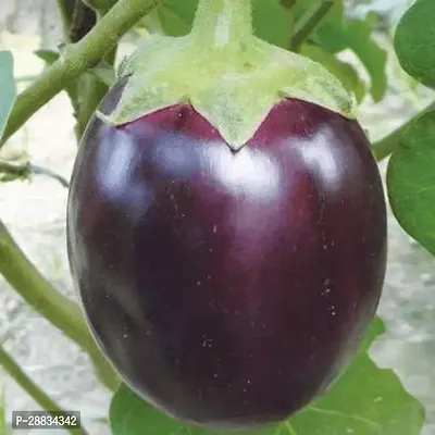 Baishnab Brinjal seed 35 per packetKD 126335PIECE