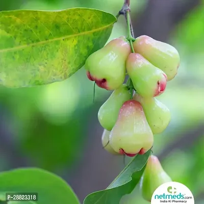 Baishnab  Green Water Apple Plant Wax Apple Plant