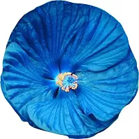 Baishnab Hibiscus Flower Seed Seed RH556 PS50FUB6276SSD50PIECE-thumb1