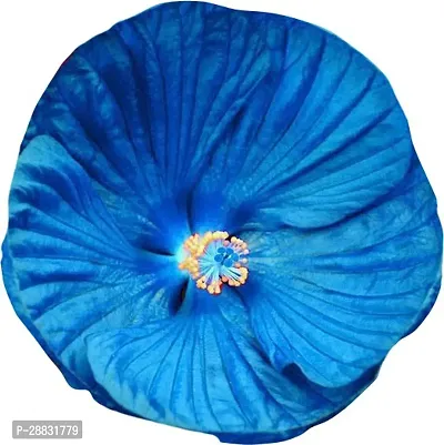 Baishnab Hibiscus Flower Seed Seed RH556 PS50FUB6276SSD50PIECE-thumb2