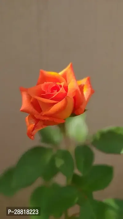 Baishnab  ORANGE ROSE 25 PLANT Rose Plant-thumb0