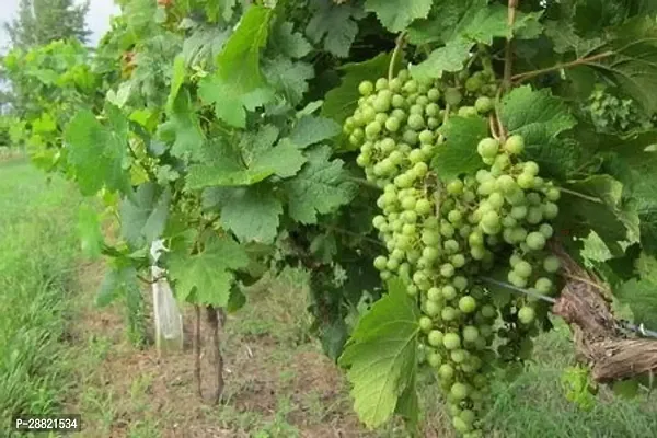 Baishnab  Hote grapes plant Grapes Plant-thumb0