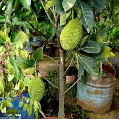 Baishnab Jack Fruit Plant BigJact Fruit Hybrid Plant For Outdoor Garden-thumb0