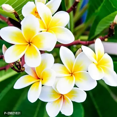 Baishnab  Plumeria Champa White  Plant with Pot