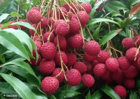 Baishnab  Shahi Lichi plant CFO63 Litchi Plant-thumb0